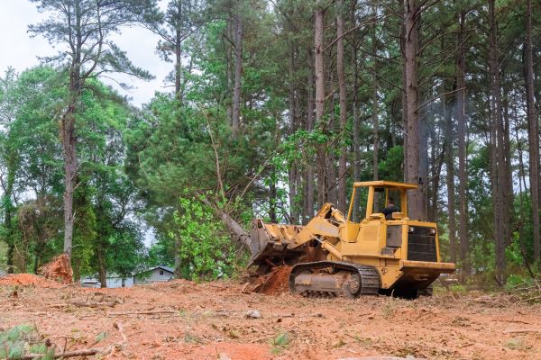 Forest Thinning in Merritt Island