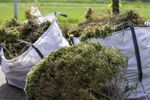 Bushes Clearing in Merritt Island