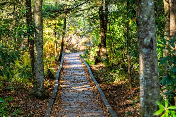Trail Clearing in Merritt Island